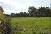 TQ8941 : Field by Romden Rd by N Chadwick