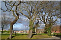 Trees beside the recreation ground, New Milton