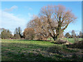 Land behind housing on Cornwall Way