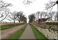 Tree lined Chare Ends, Lindisfarne