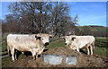 White Park Cattle at Lochside