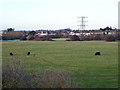 Cattle on Shortwood Common