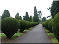 Northern walk, Bromsgrove Cemetery