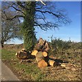 Fallen oak, Upper Marston