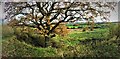 Oak Tree Sandwell Valley