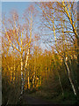 TQ5978 : Silver Birches on Footpath, Chafford Gorges Nature Park by Roger Jones