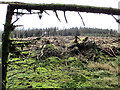 S7937 : Felled Area by kevin higgins