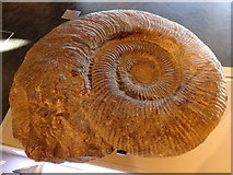 SP0787 : Ammonite, Thinktank, Birmingham by Rudi Winter