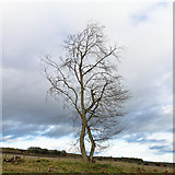 NH6455 : Tree at the field edge near Bellton Wood by Julian Paren