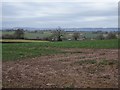 Oilseed rape, Pudleston