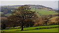 SO6131 : Oak tree and Herefordshire countryside by Jonathan Billinger