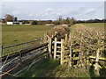 Double kissing gates near Cotterhill Woods Farm