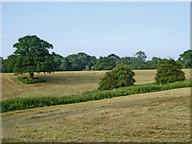 SJ6542 : Farmland south of Audlem in Cheshire by Roger  D Kidd