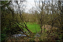 H4478 : Swampy ground, Tantramurry by Kenneth  Allen