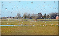 Birds on the Building Site