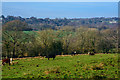 Mid Devon : Grassy Field