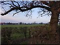 Hedgerow on Forest Lane