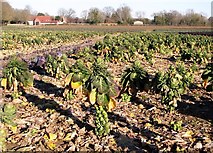 TG2802 : A field of Brussels sprouts by Evelyn Simak