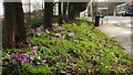 Crocuses by Montague Place