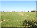 Agricultural land north of Shipdham airfield