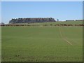 Winter cereals, The Marsh