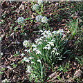 Harbingers of Spring