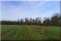 The Wessex ridgeway path in Blandford Forest