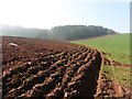 Freshly ploughed field below Hayes Wood