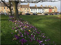 NT5585 : Crocus by Putting Green in North Berwick by Jennifer Petrie