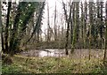 Pond in waterlogged wood by Well Beck