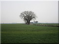 Trees in a flat landscape