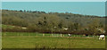 Grazing near Park Farm