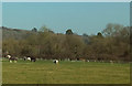 Grazing near Park Farm