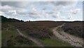 SU3507 : Junction of paths on heath west of Decoy Pond Farm by Phil Champion