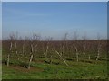 SO3656 : Orchard, Marston by Richard Webb