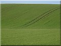 Winter cereals near Lyonshall