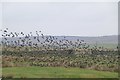 A murmuration of starlings