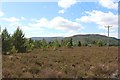 Heather, Rothiemurchus Forest