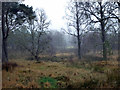 Woodland and rough grass