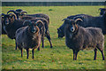 Mid Devon : Grassy Field & Sheep