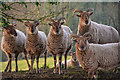 Mid Devon : Sheep