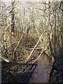 Brook in Shropshire, north-east of Patshull Hall