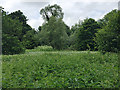 SP2965 : A stand of Hemlock (Conium maculatum) in Brindley’s Field, southeast Warwick by Robin Stott