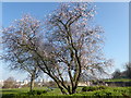 Blossom at Lesnes Abbey