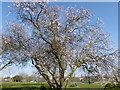 Blossom at Lesnes Abbey