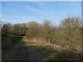 Track through the woods near Holmes Chapel