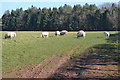 Sheep on the path north of Lower Ellick Farm