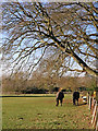 Grazing near Patshull Hall in Staffordshire