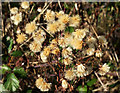 SX9066 : Michaelmas daisy seedhead, Nightingale Park by Derek Harper
