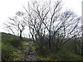 Trail through the woods at Roe Park